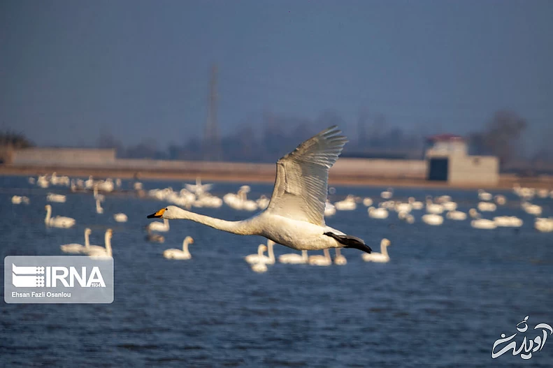 (تصاویر) قوهای فریادکش در تالاب سرخرود